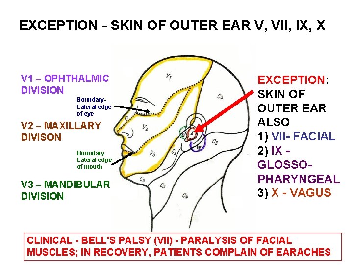 EXCEPTION - SKIN OF OUTER EAR V, VII, IX, X V 1 – OPHTHALMIC