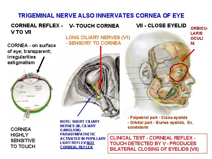 TRIGEMINAL NERVE ALSO INNERVATES CORNEA OF EYE CORNEAL REFLEX V TO VII CORNEA -