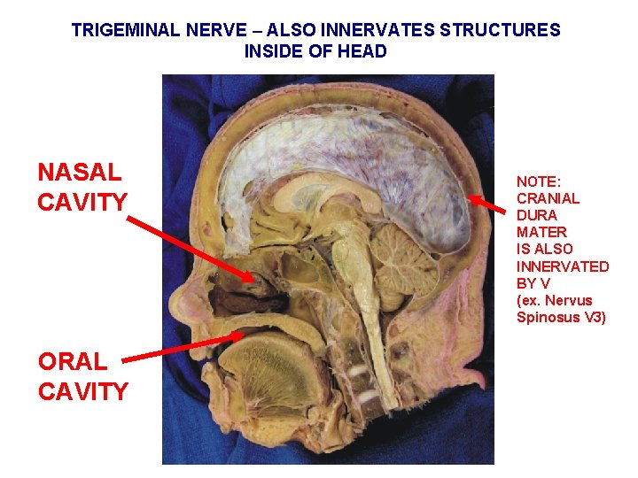 TRIGEMINAL NERVE – ALSO INNERVATES STRUCTURES INSIDE OF HEAD NASAL CAVITY ORAL CAVITY NOTE: