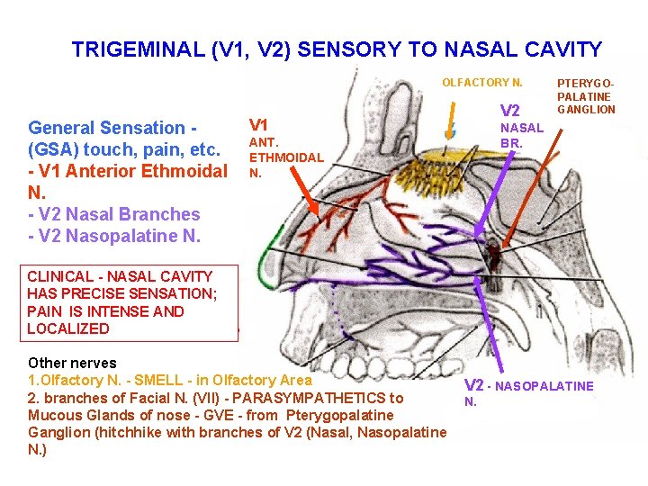 TRIGEMINAL (V 1, V 2) SENSORY TO NASAL CAVITY OLFACTORY N. General Sensation (GSA)