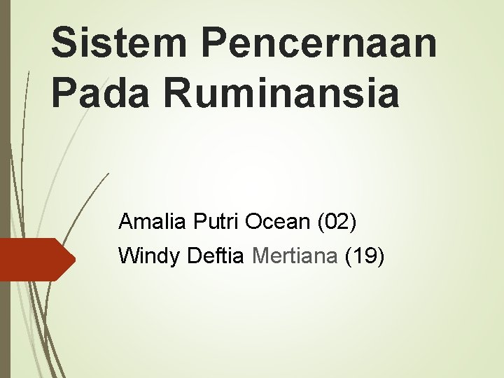 Sistem Pencernaan Pada Ruminansia Amalia Putri Ocean (02) Windy Deftia Mertiana (19) 