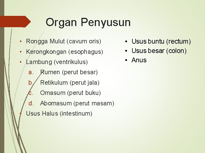 Organ Penyusun • Rongga Mulut (cavum oris) • Kerongkongan (esophagus) • Lambung (ventrikulus) a.