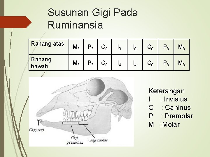 Susunan Gigi Pada Ruminansia Rahang atas Rahang bawah M 3 P 3 C 0