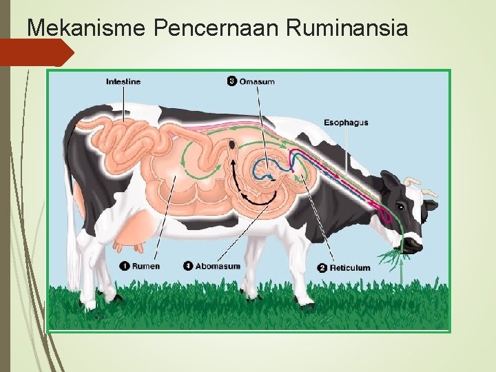 Mekanisme Pencernaan Ruminansia 