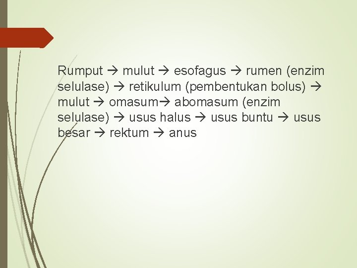 Rumput mulut esofagus rumen (enzim selulase) retikulum (pembentukan bolus) mulut omasum abomasum (enzim selulase)