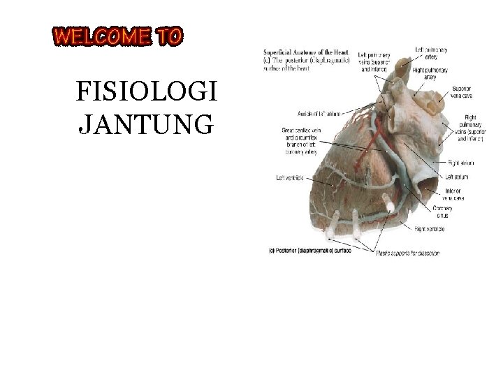 FISIOLOGI JANTUNG 