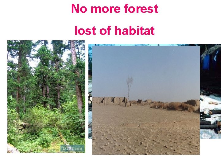 No more forest lost of habitat 