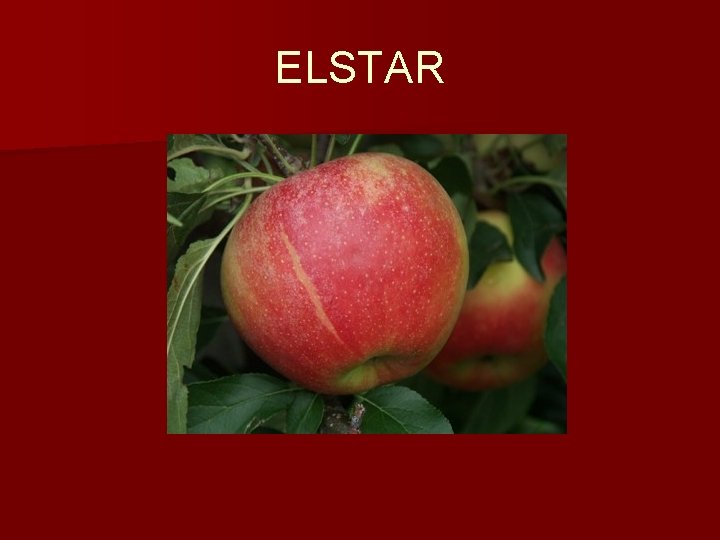 ELSTAR 