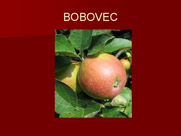 BOBOVEC 