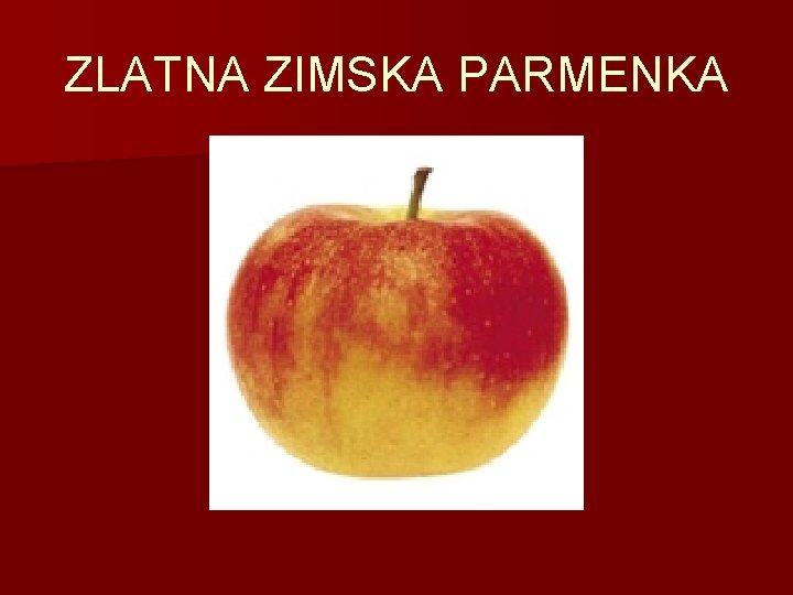 ZLATNA ZIMSKA PARMENKA 