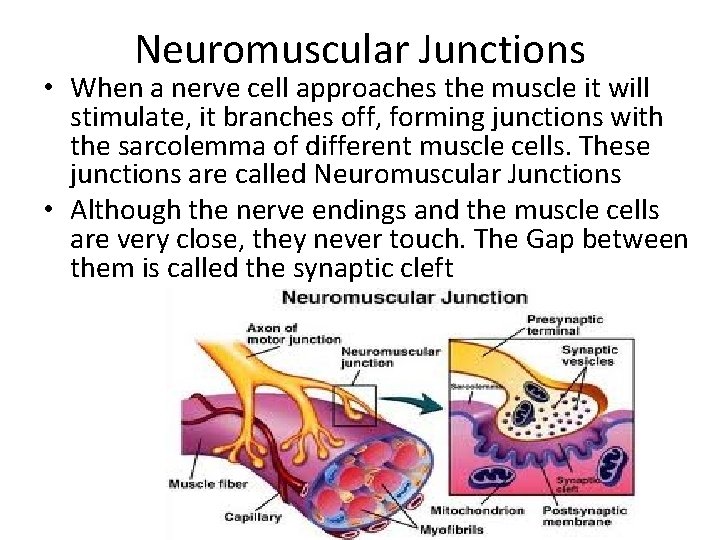 Neuromuscular Junctions • When a nerve cell approaches the muscle it will stimulate, it