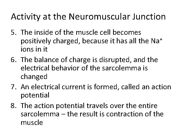 Activity at the Neuromuscular Junction 5. The inside of the muscle cell becomes positively