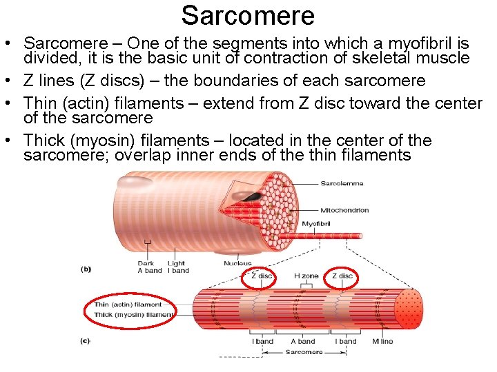 Sarcomere • Sarcomere – One of the segments into which a myofibril is divided,