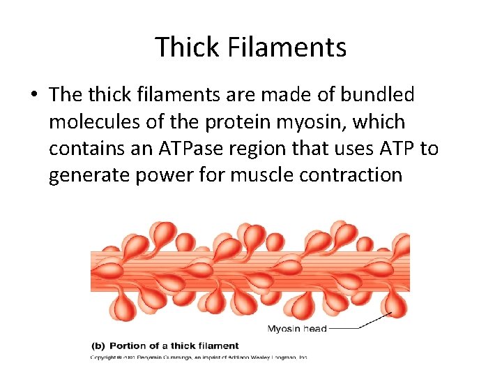 Thick Filaments • The thick filaments are made of bundled molecules of the protein