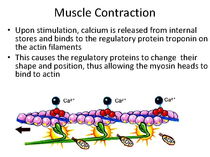 Muscle Contraction • Upon stimulation, calcium is released from internal stores and binds to