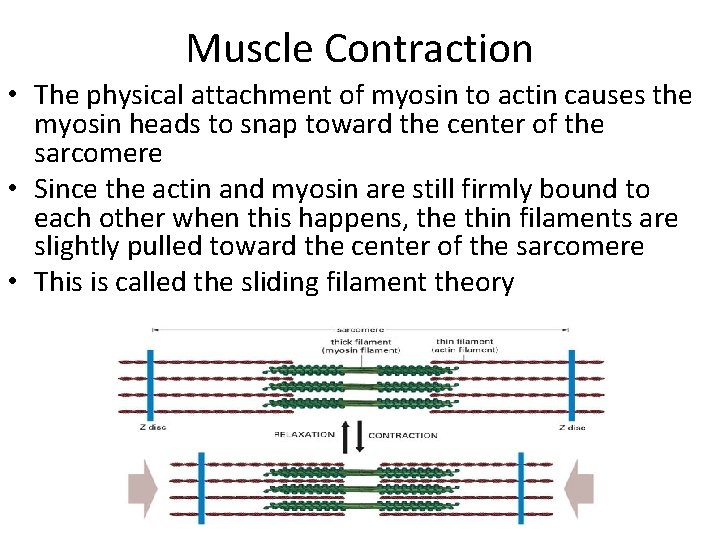 Muscle Contraction • The physical attachment of myosin to actin causes the myosin heads