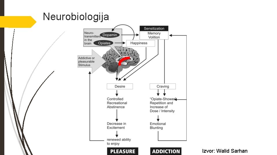 Neurobiologija Izvor: Walid Sarhan 