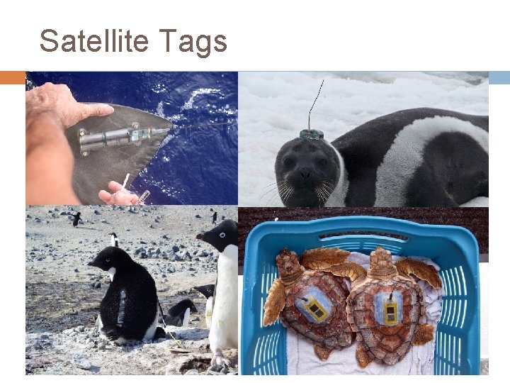 Satellite Tags 