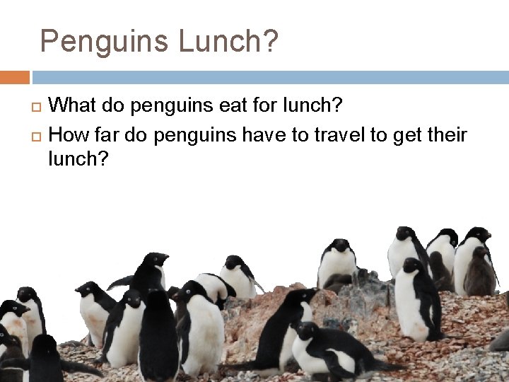 Penguins Lunch? What do penguins eat for lunch? How far do penguins have to