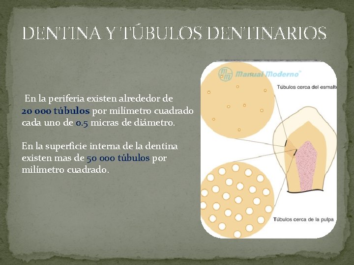DENTINA Y TÚBULOS DENTINARIOS En la periferia existen alrededor de 20 000 túbulos por DENTINA Y TÚBULOS DENTINARIOS En la periferia existen alrededor de 20 000 túbulos por