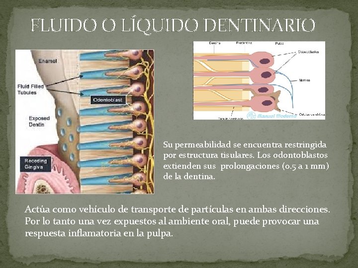 FLUIDO O LÍQUIDO DENTINARIO Su permeabilidad se encuentra restringida por estructura tisulares. Los odontoblastos FLUIDO O LÍQUIDO DENTINARIO Su permeabilidad se encuentra restringida por estructura tisulares. Los odontoblastos