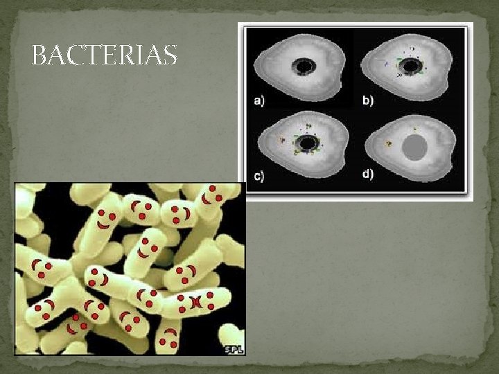 BACTERIAS BACTERIAS