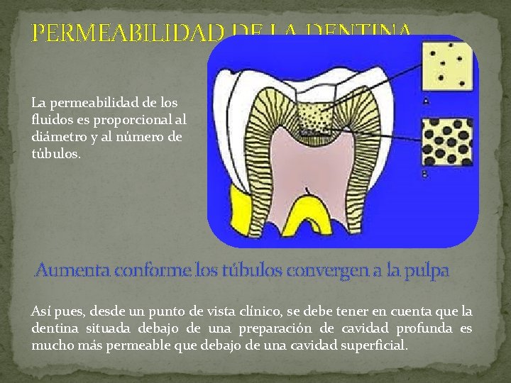 PERMEABILIDAD DE LA DENTINA La permeabilidad de los fluidos es proporcional al diámetro y PERMEABILIDAD DE LA DENTINA La permeabilidad de los fluidos es proporcional al diámetro y