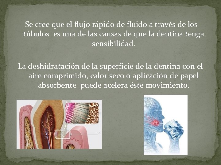 Se cree que el flujo rápido de fluido a través de los túbulos es Se cree que el flujo rápido de fluido a través de los túbulos es