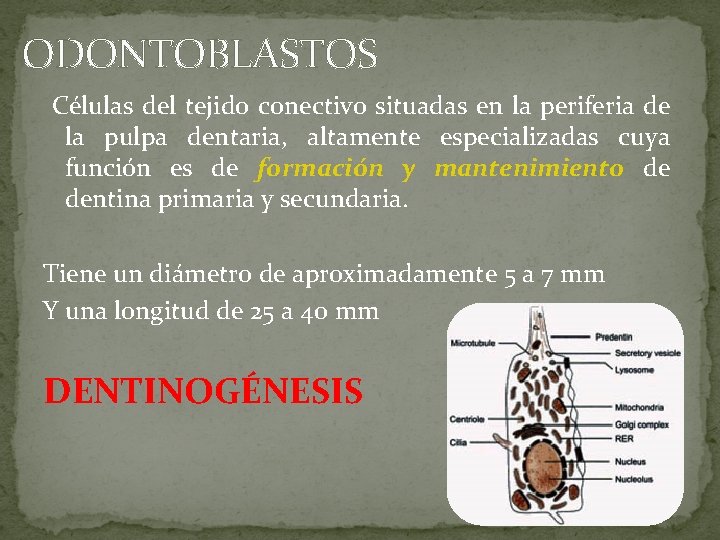 ODONTOBLASTOS Células del tejido conectivo situadas en la periferia de la pulpa dentaria, altamente ODONTOBLASTOS Células del tejido conectivo situadas en la periferia de la pulpa dentaria, altamente