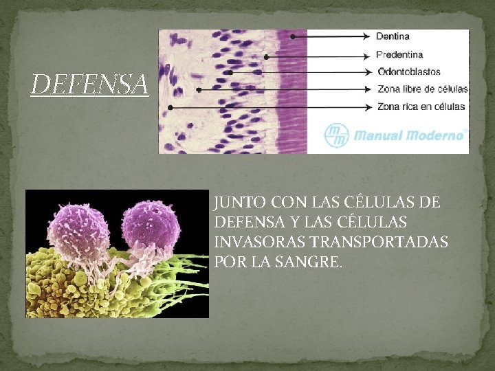 DEFENSA JUNTO CON LAS CÉLULAS DE DEFENSA Y LAS CÉLULAS INVASORAS TRANSPORTADAS POR LA DEFENSA JUNTO CON LAS CÉLULAS DE DEFENSA Y LAS CÉLULAS INVASORAS TRANSPORTADAS POR LA