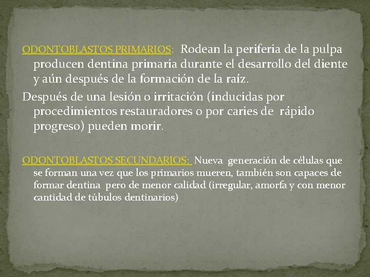 ODONTOBLASTOS PRIMARIOS: Rodean la periferia de la pulpa producen dentina primaria durante el desarrollo ODONTOBLASTOS PRIMARIOS: Rodean la periferia de la pulpa producen dentina primaria durante el desarrollo