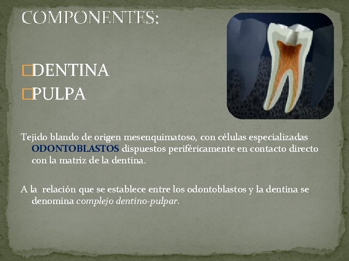 COMPONENTES: �DENTINA �PULPA Tejido blando de origen mesenquimatoso, con células especializadas ODONTOBLASTOS dispuestos periféricamente COMPONENTES: �DENTINA �PULPA Tejido blando de origen mesenquimatoso, con células especializadas ODONTOBLASTOS dispuestos periféricamente