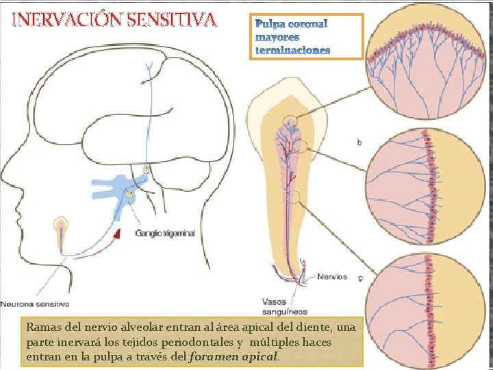 INERVACIÓN SENSITIVA Ramas del nervio alveolar entran al área apical del diente, una parte INERVACIÓN SENSITIVA Ramas del nervio alveolar entran al área apical del diente, una parte