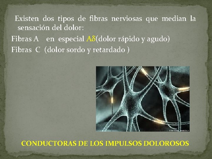 Existen dos tipos de fibras nerviosas que median la sensación del dolor: Fibras A Existen dos tipos de fibras nerviosas que median la sensación del dolor: Fibras A