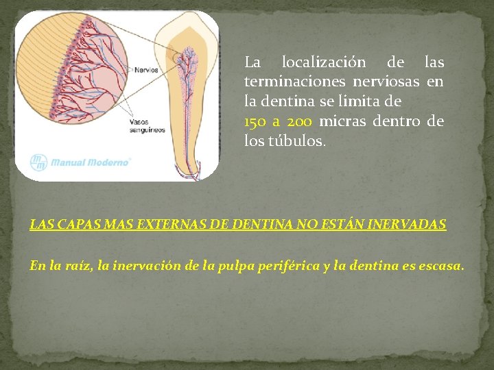 La localización de las terminaciones nerviosas en la dentina se limita de 150 a La localización de las terminaciones nerviosas en la dentina se limita de 150 a
