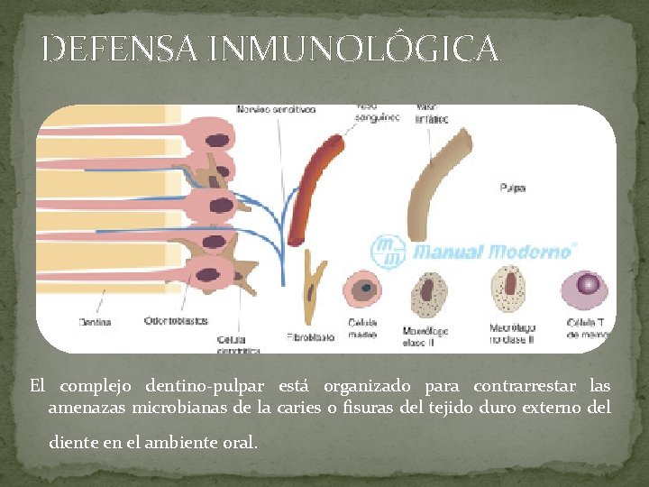 DEFENSA INMUNOLÓGICA El complejo dentino-pulpar está organizado para contrarrestar las amenazas microbianas de la DEFENSA INMUNOLÓGICA El complejo dentino-pulpar está organizado para contrarrestar las amenazas microbianas de la