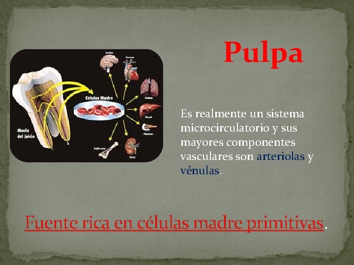 Pulpa Es realmente un sistema microcirculatorio y sus mayores componentes vasculares son arteriolas y Pulpa Es realmente un sistema microcirculatorio y sus mayores componentes vasculares son arteriolas y