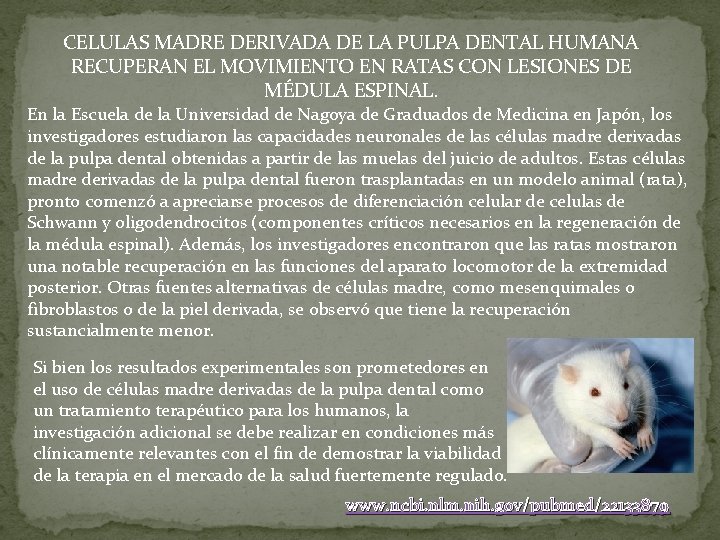 CELULAS MADRE DERIVADA DE LA PULPA DENTAL HUMANA RECUPERAN EL MOVIMIENTO EN RATAS CON CELULAS MADRE DERIVADA DE LA PULPA DENTAL HUMANA RECUPERAN EL MOVIMIENTO EN RATAS CON