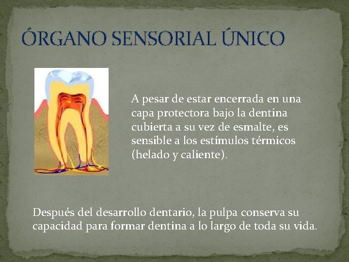 ÓRGANO SENSORIAL ÚNICO A pesar de estar encerrada en una capa protectora bajo la ÓRGANO SENSORIAL ÚNICO A pesar de estar encerrada en una capa protectora bajo la