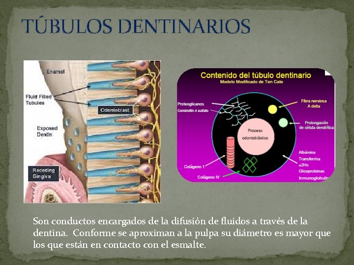TÚBULOS DENTINARIOS Son conductos encargados de la difusión de fluidos a través de la TÚBULOS DENTINARIOS Son conductos encargados de la difusión de fluidos a través de la