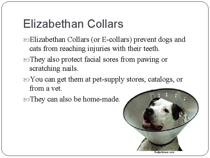 Elizabethan Collars (or E-collars) prevent dogs and cats from reaching injuries with their teeth.