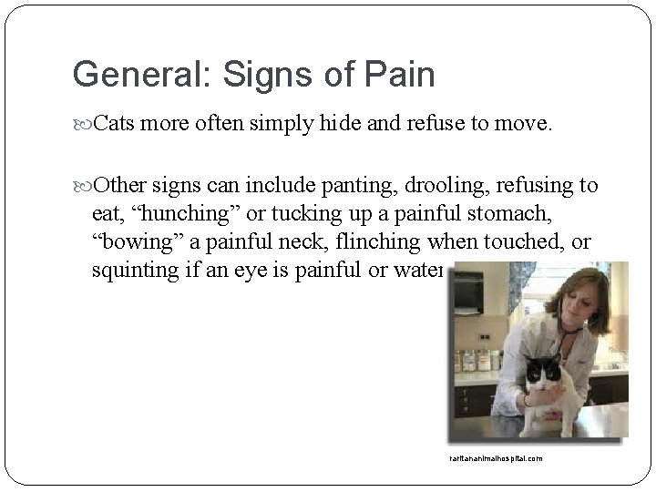 General: Signs of Pain Cats more often simply hide and refuse to move. Other