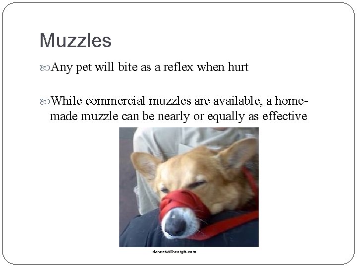 Muzzles Any pet will bite as a reflex when hurt While commercial muzzles are