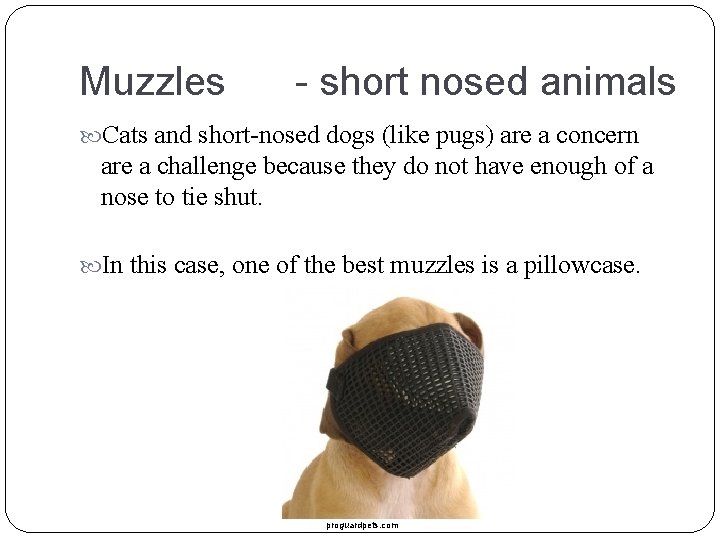 Muzzles - short nosed animals Cats and short-nosed dogs (like pugs) are a concern