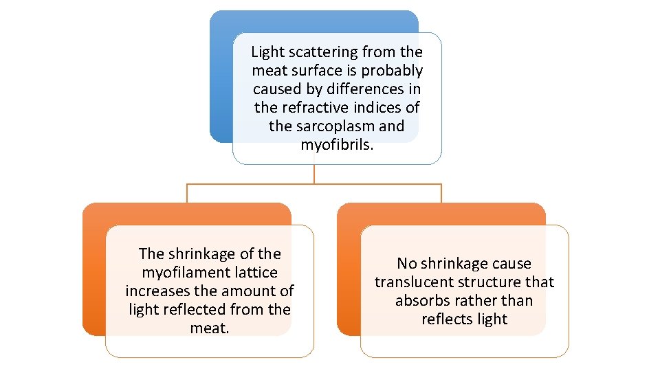 Light scattering from the meat surface is probably caused by differences in the refractive