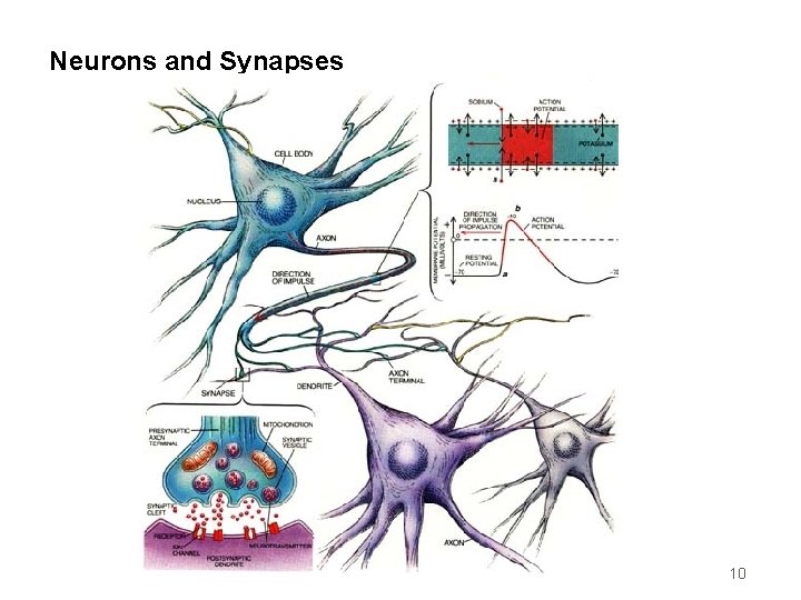 Neurons and Synapses 10 