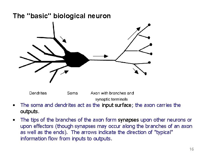 The "basic" biological neuron • The soma and dendrites act as the input surface;