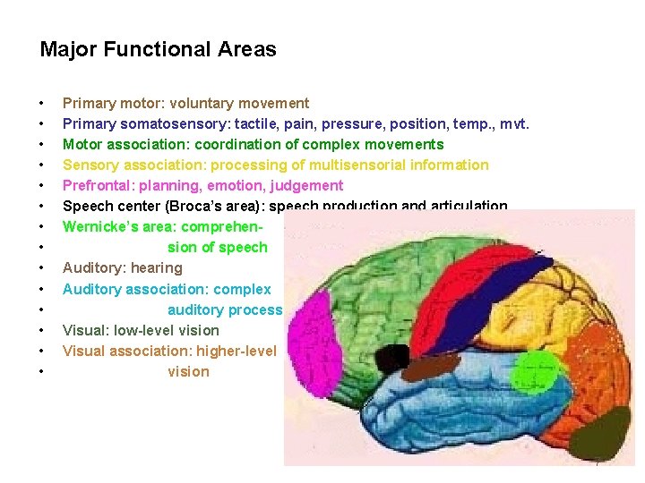 Major Functional Areas • • • • Primary motor: voluntary movement Primary somatosensory: tactile,