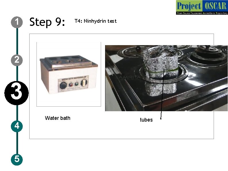 1 Step 9: T 4: Ninhydrin test 2 3 4 5 Water bath tubes