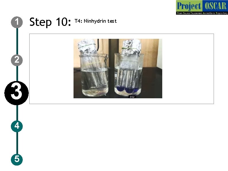 1 2 3 4 5 Step 10: T 4: Ninhydrin test 